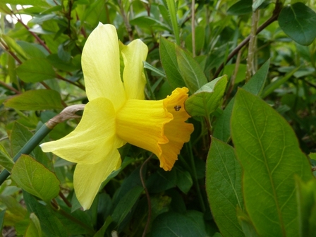 Narcisse-Jonquille, mar. 2013 Narcisse-Jonquille