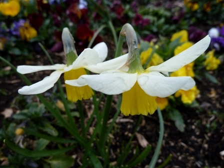 Jonquilles1, mar. 2013 Jonquilles1