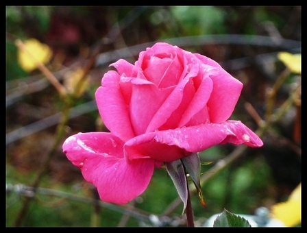 rose-chateau 4, nov. 2010 rose-chateau 4