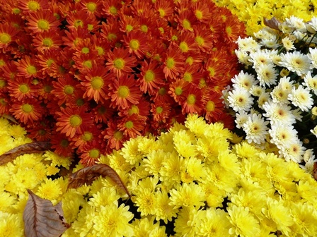 chrysanthème3, nov. 2010 chrysanthème3